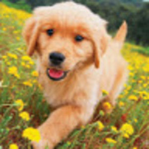 Meet your Posher, Barrios